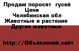 Продам поросят, гусей  › Цена ­ 200 - Челябинская обл. Животные и растения » Другие животные   